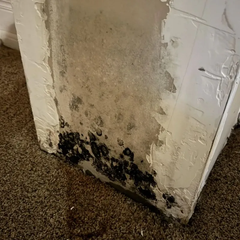 Professional Mold Removal in Pocahontas, AR
